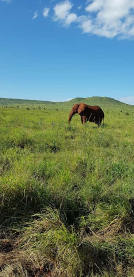Mombasa: 2-Day Safari to Taita Hills Game Sanctuary - Day two begins before the heat