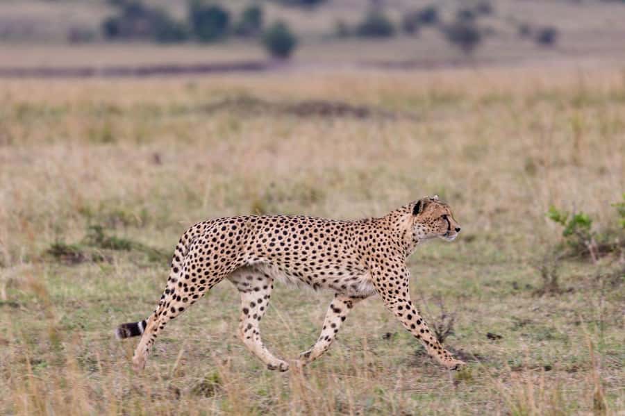 Mombasa: 3-Days 2-Nights Tsavo East and West Private Safari. - Key points at a glance