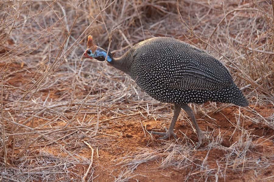 Mombasa: 3-Days 2-Nights Tsavo East and West Private Safari. - Day 3: Red elephants before the return to the coast