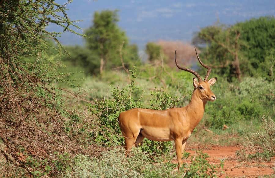 Mombasa: 3-Days 2-Nights Tsavo East and West Private Safari. - What the private vehicle adds