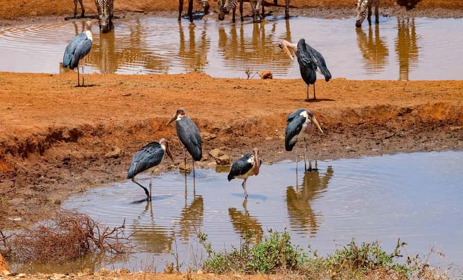 Mombasa: 3-Days 2-Nights Tsavo East and West Private Safari. - Should you book the Tsavo East and West safari?