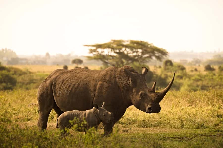 Mombasa: 3-Days 2-Nights Tsavo East and West Private Safari. - Day 1: From the coast into Tsavo West
