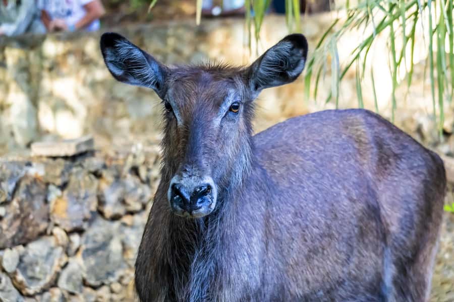 Mombasa City Tour: Fort Jesus Museum, Old Town & Haller Park - Haller Park and the day’s best animal encounters