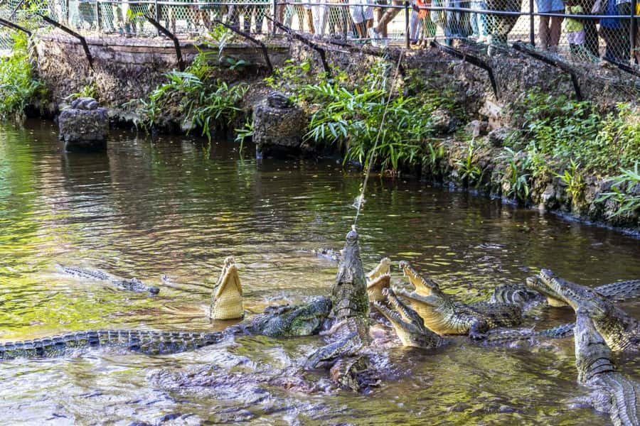 Mombasa: Discovery Day Tour and Haller Park - Key points before you book