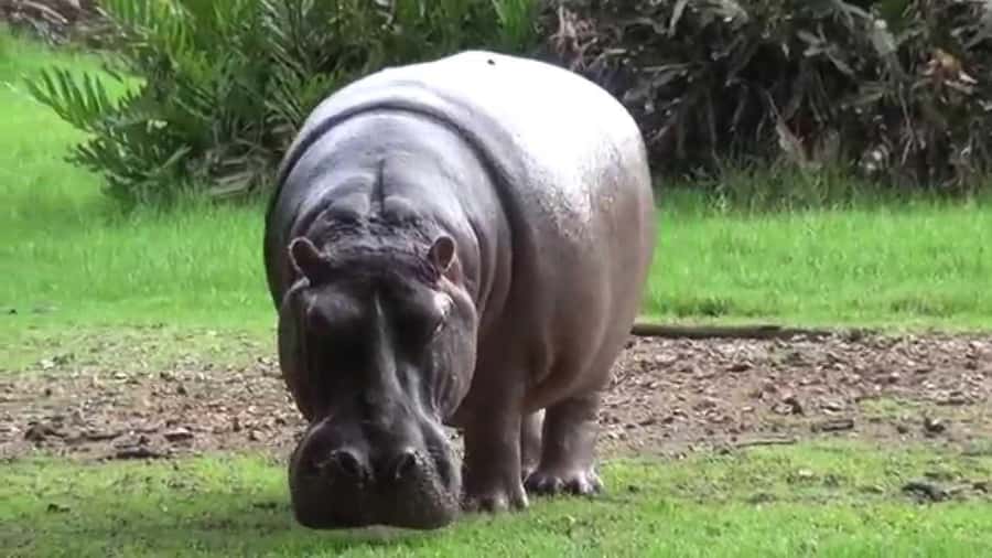 Mombasa: Discovery Day Tour and Haller Park - Why this Mombasa day works well