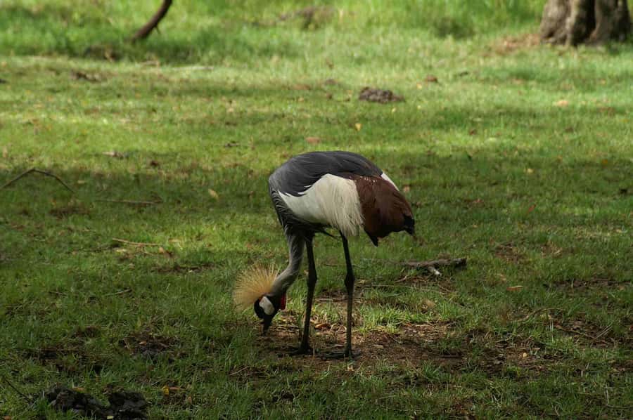Mombasa: Discovery Day Tour and Haller Park - Old Town is best seen at walking pace