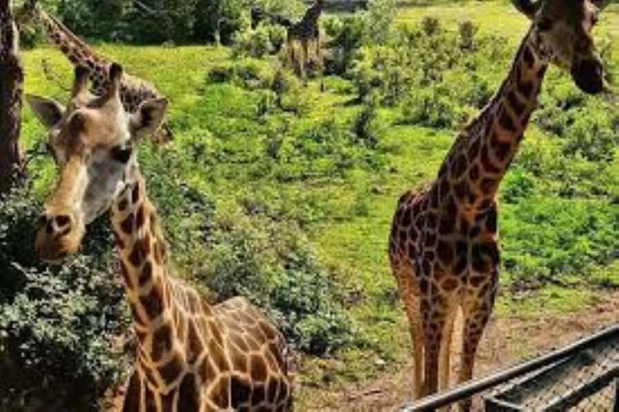 Mombasa: Discovery Day Tour and Haller Park - Moi Avenue and the Akamba woodcarvers