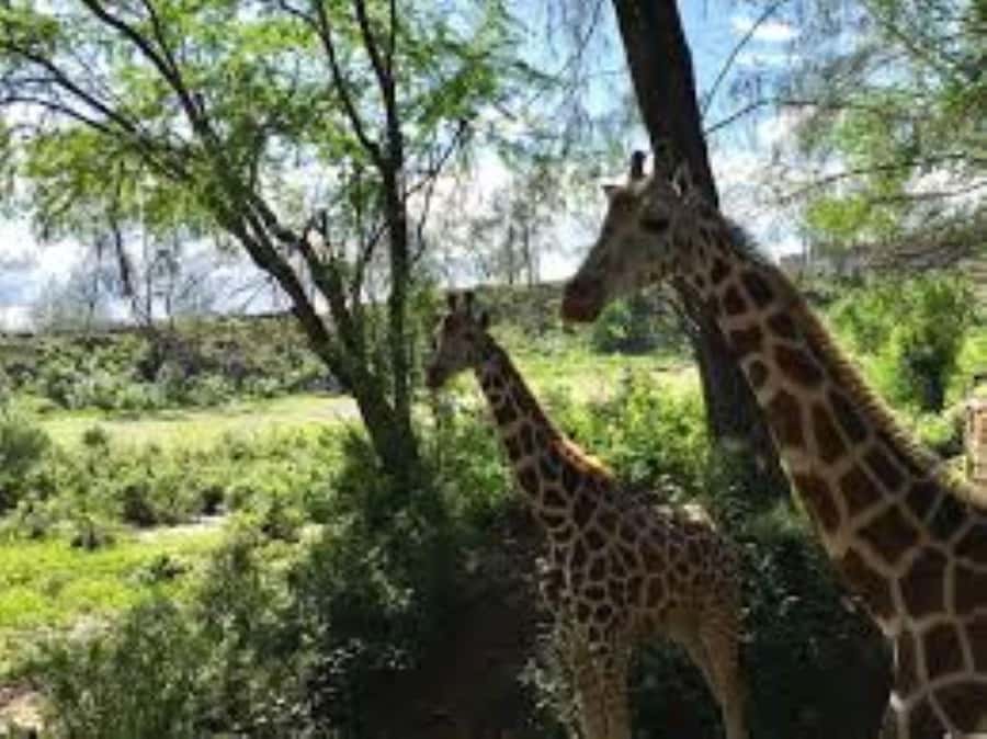 Mombasa: Discovery Day Tour and Haller Park - Haller Park turns old quarries into a nature visit