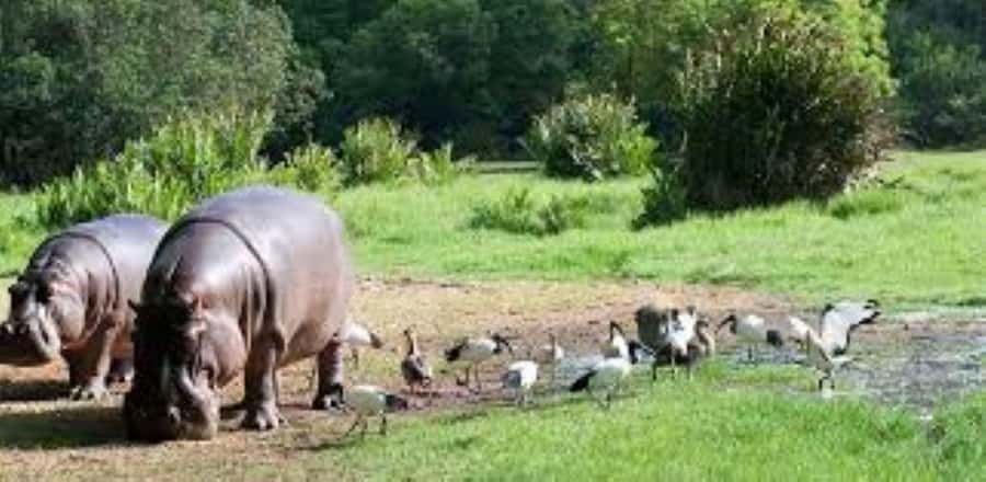 Mombasa: Discovery Day Tour and Haller Park - Transport, pickup points, and the nine-hour schedule