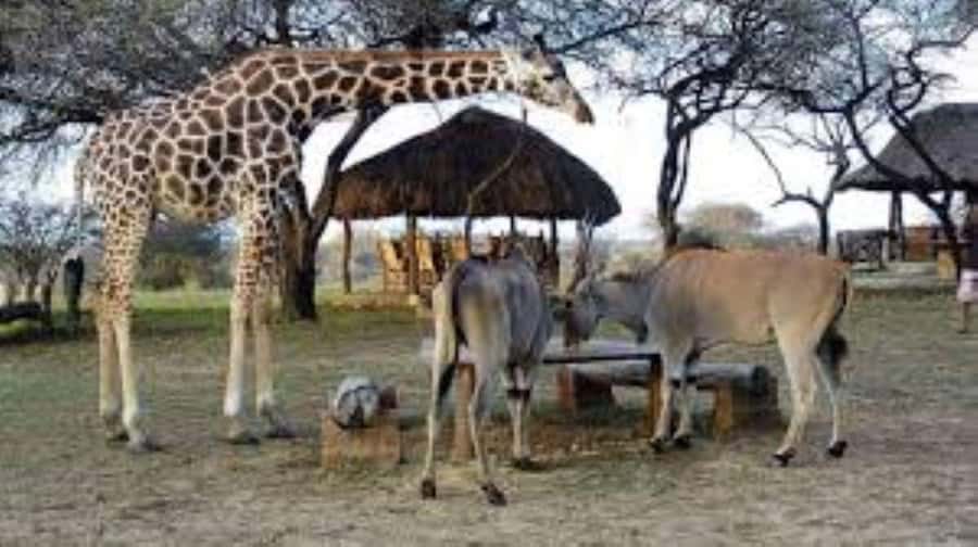 Mombasa: Discovery Day Tour and Haller Park - Is $130 good value?