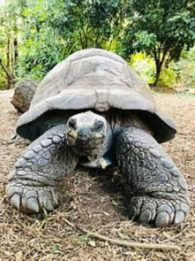 Mombasa: Discovery Day Tour and Haller Park - Who should book this tour?