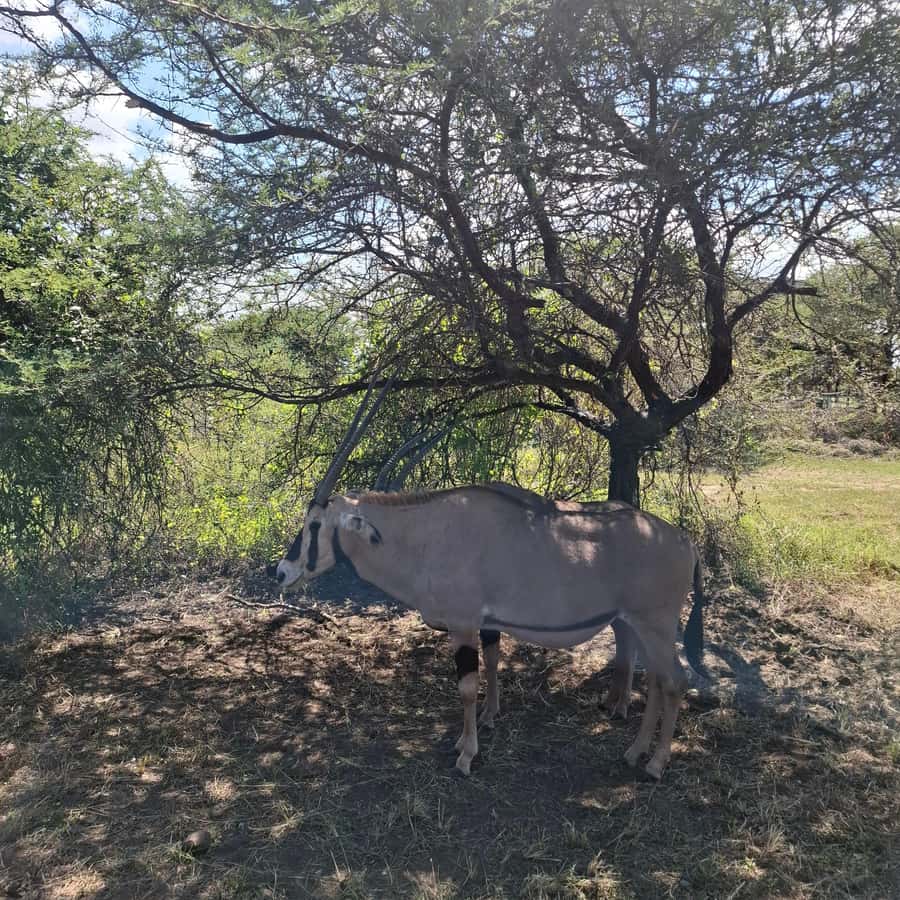 MOMBASA:FortJesus,OldCity,GiraffeOstrich,Oryx,Eland,WildTour - Moi Avenue and the Elephant Tusks
