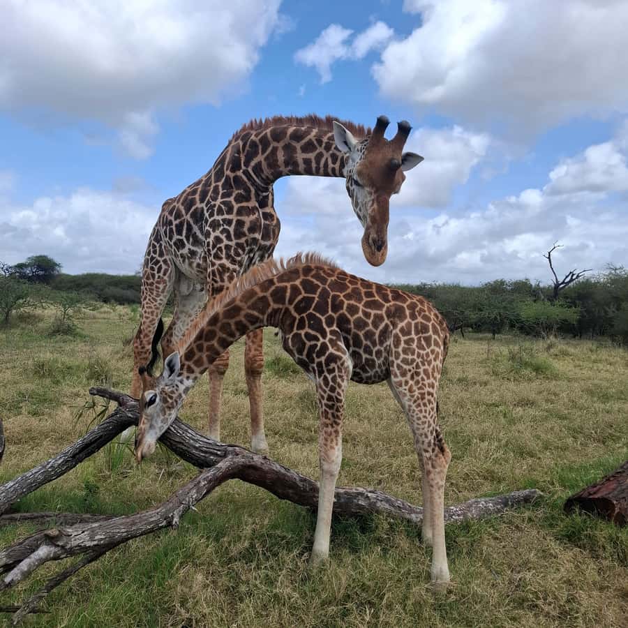 MOMBASA:FortJesus,OldCity,GiraffeOstrich,Oryx,Eland,WildTour - From city streets to Nguuni Nature Sanctuary