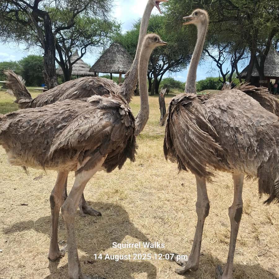 MOMBASA:FortJesus,OldCity,GiraffeOstrich,Oryx,Eland,WildTour - Fort Jesus and the struggle for Mombasa’s harbor