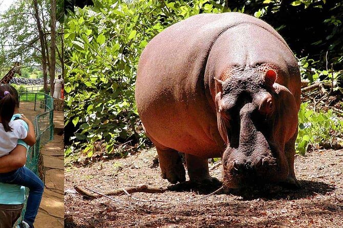 Mombasa Getaway with Haller Park Tours - Mama Ngina’s Drive and the story beneath the park