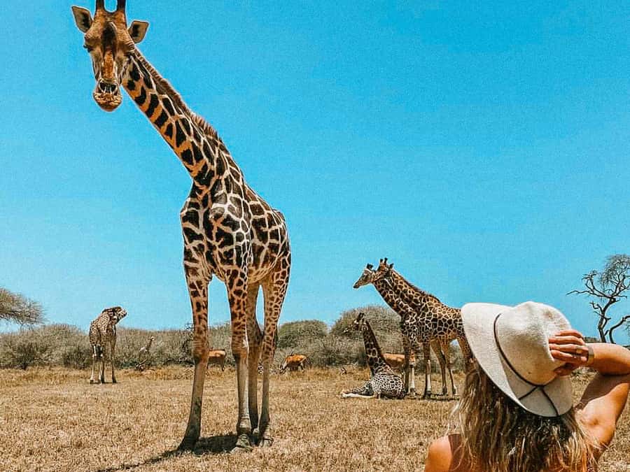 Mombasa: Guided Nature Walk Amongst Giraffes - Key points at a glance