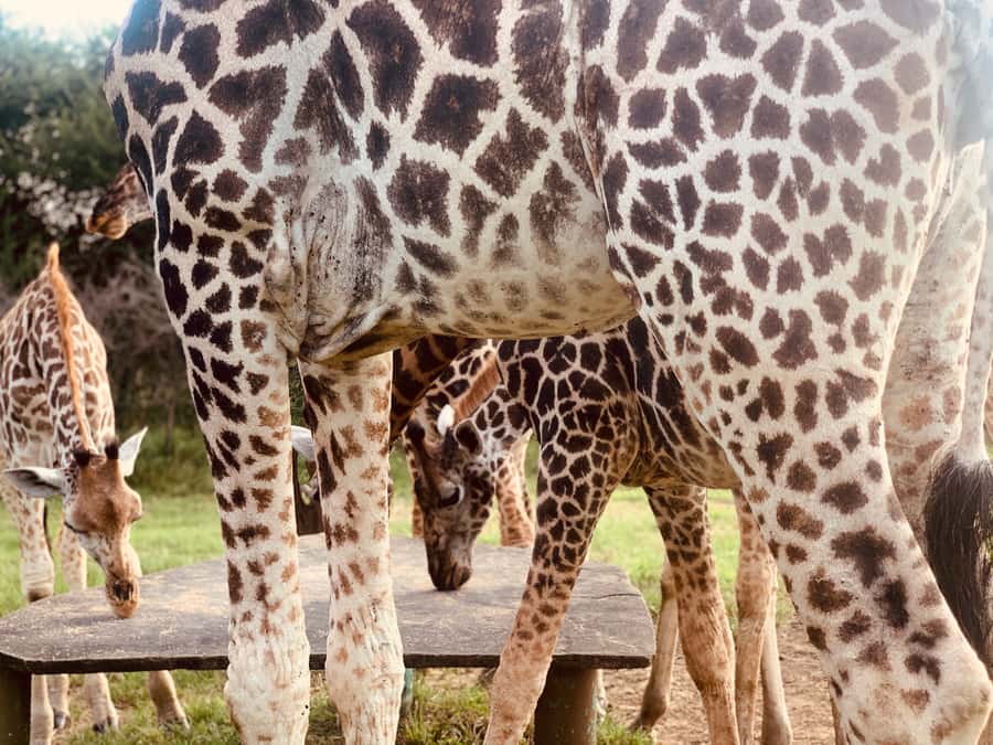 Mombasa: Guided Nature Walk Amongst Giraffes - Reaching Nguuni Nature Sanctuary