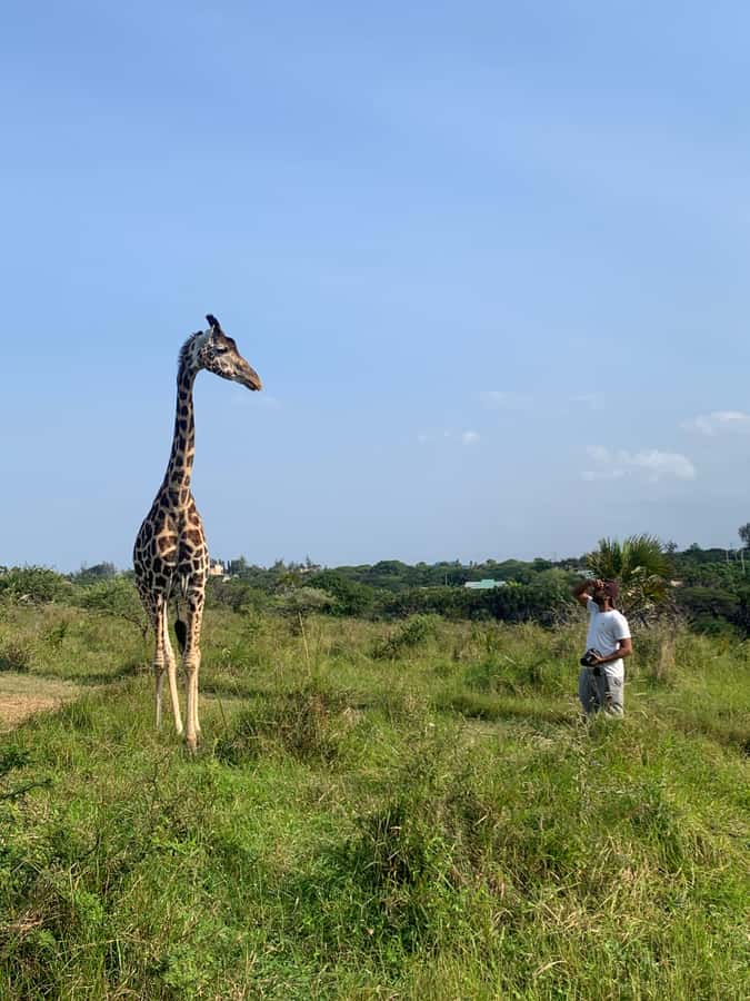 Mombasa: Guided Nature Walk Amongst Giraffes - What the $38 price really buys you
