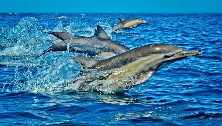 Mombasa: Kisite Park Private Cruise with Breakfast and Lunch - Key points before you book