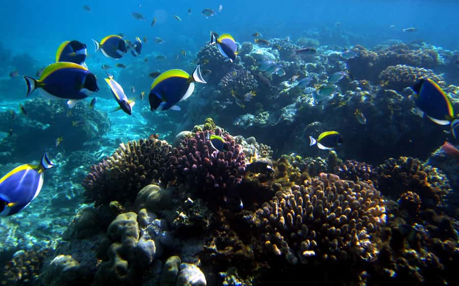 Mombasa: Kisite Park Private Cruise with Breakfast and Lunch - Wasini Island, Swahili lunch, and coastal food