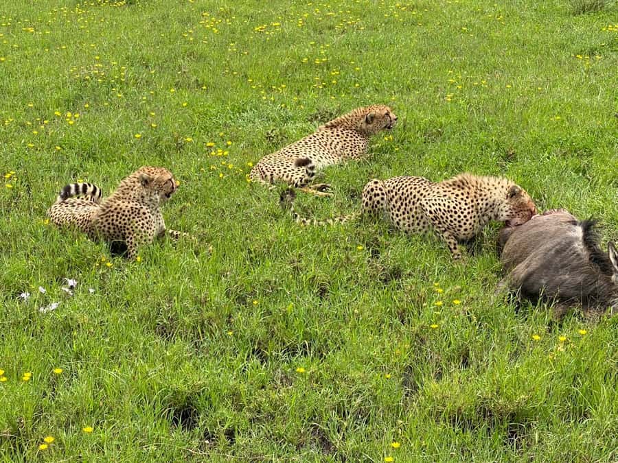 Mombasa: Tsavo East National Park Day Trip with Lunch - Key points to know before booking