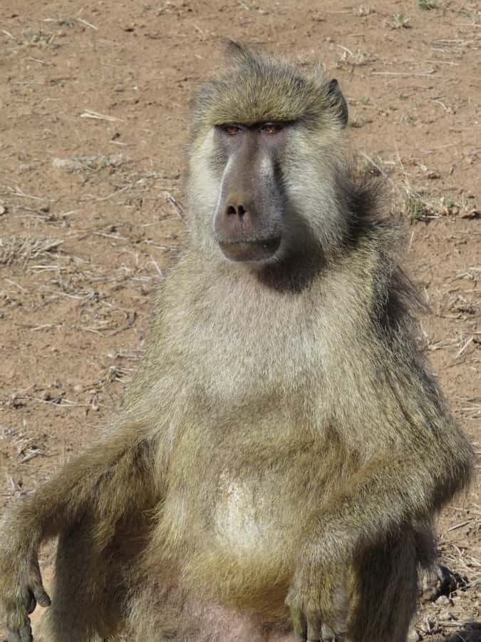 Mombasa: Tsavo East National Park Day Trip with Lunch - The long road from Mombasa or Diani Beach
