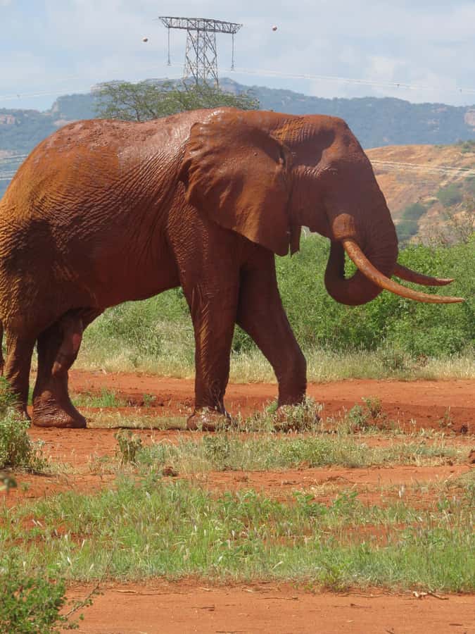 Mombasa: Tsavo East National Park Day Trip with Lunch - Lunch inside the park, with one important caution