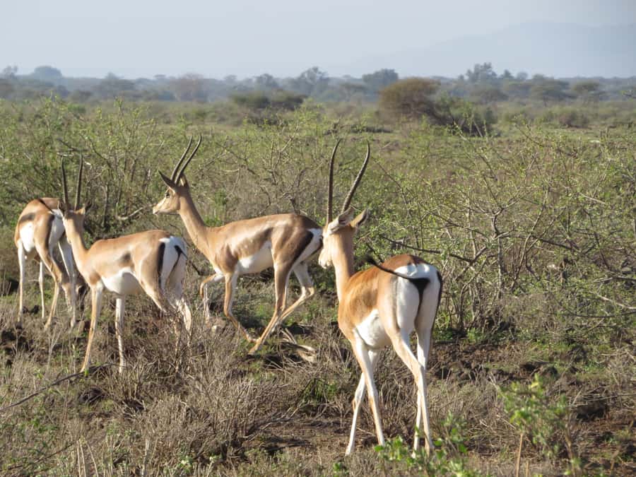 Mombasa: Tsavo East National Park Day Trip with Lunch - The afternoon drive and return to the coast