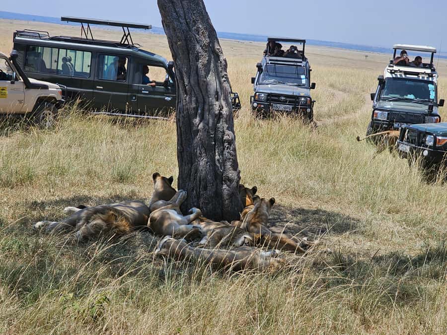 Mombasa: Tsavo East National Park Day Trip with Lunch - Guides can turn a good safari into a memorable one