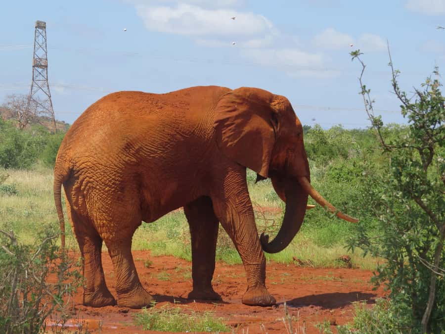 Mombasa: Tsavo East National Park Day Trip with Lunch - Who should book this safari?