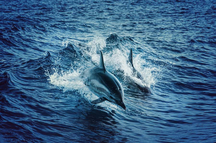 Mombasa: Wasini Dolphin Tour - Who will enjoy this day most