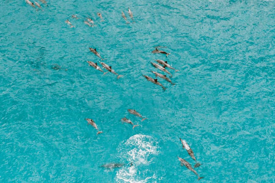 Mombasa: Wasini Dolphin Tour - Booking, cancellation, and timing details