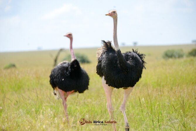 Multi Day Masai Mara Lake Nakuru Park Hellsgate Park Tour - Key points at a glance