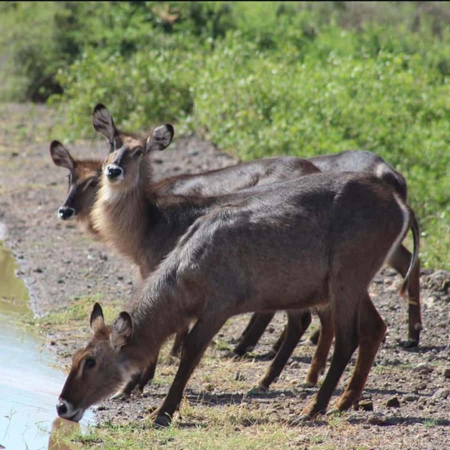 Nairobi: 3-Day Amboseli National Park Shared Safari Package - Why Amboseli works well for a short safari