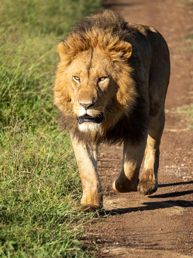 Nairobi: 3-Day Amboseli National Park Shared Safari Package - Nyati Safari Camp and the two-night stay