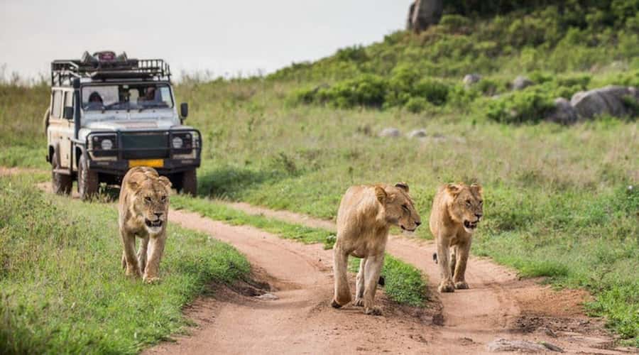 Nairobi: 3-Day Maasai Mara Group Tour with 4X4 Jeep Safari - A full safari day across the Mara