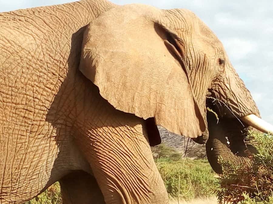 Nairobi: 3-Day Maasai Mara Safari - What the wildlife list really means