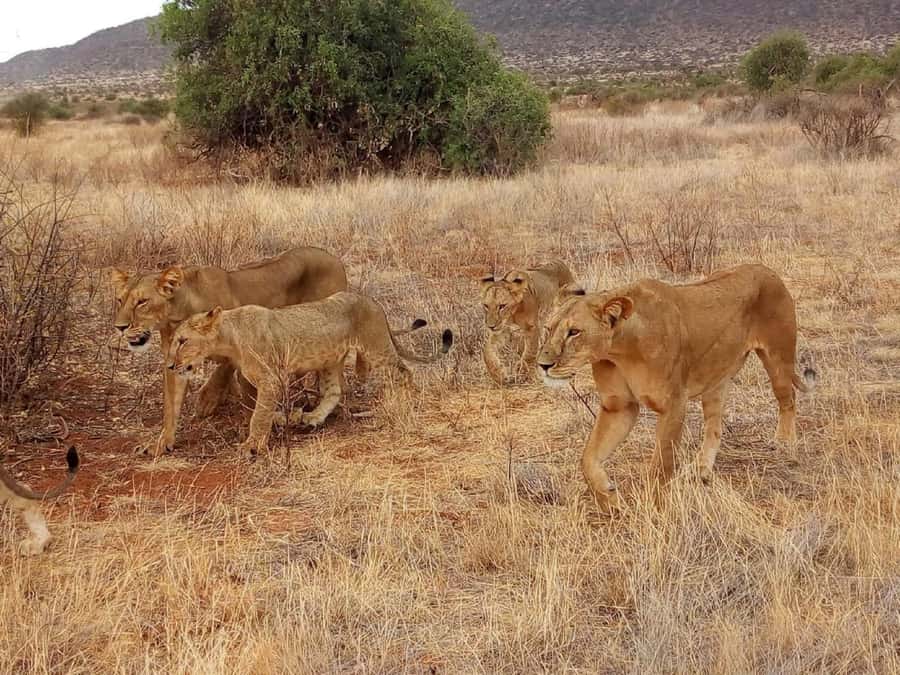 Nairobi: 3-Day Maasai Mara Safari - The final morning and return to Nairobi