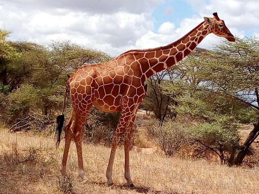 Nairobi: 3-Day Maasai Mara Safari - Who this safari suits best