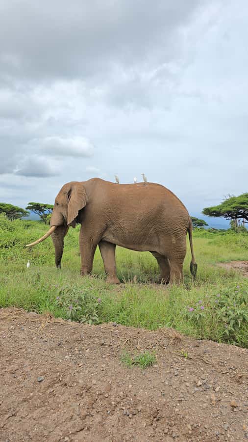 Nairobi: 3-Days 2-Nights Maasai Mara Group Safari in 4x4 - Who will enjoy this Maasai Mara safari