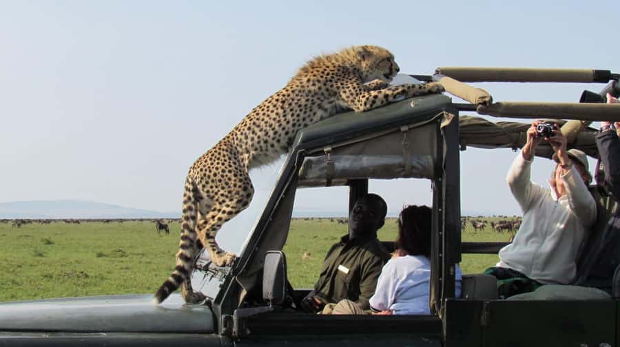 Nairobi: 4-Day Maasai Mara & Lake Nakuru Camping Safari - Day three: leaving the Mara for Lake Nakuru