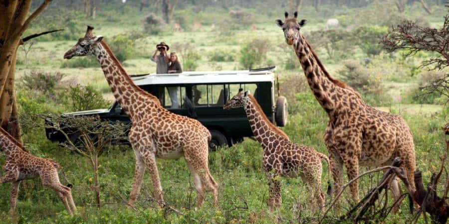Nairobi: 4-Day Maasai Mara & Lake Nakuru Camping Safari - Who will get the most from this four-day safari?