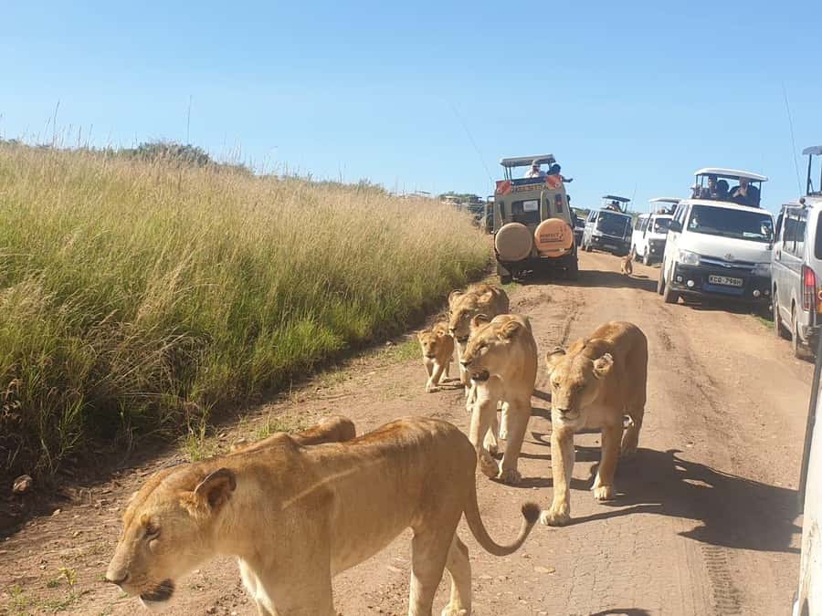 Nairobi: 4 Day Masai Mara and Lake Nakuru Camping Safari - Key points to know before booking