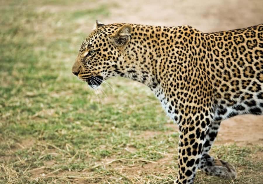 Nairobi: 4 Day Masai Mara and Lake Nakuru Camping Safari - What this four-day safari is really like