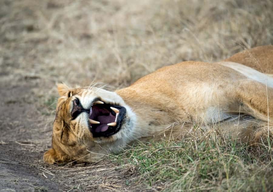 Nairobi: 4 Day Masai Mara and Lake Nakuru Camping Safari - Day two: a full day across the Maasai Mara