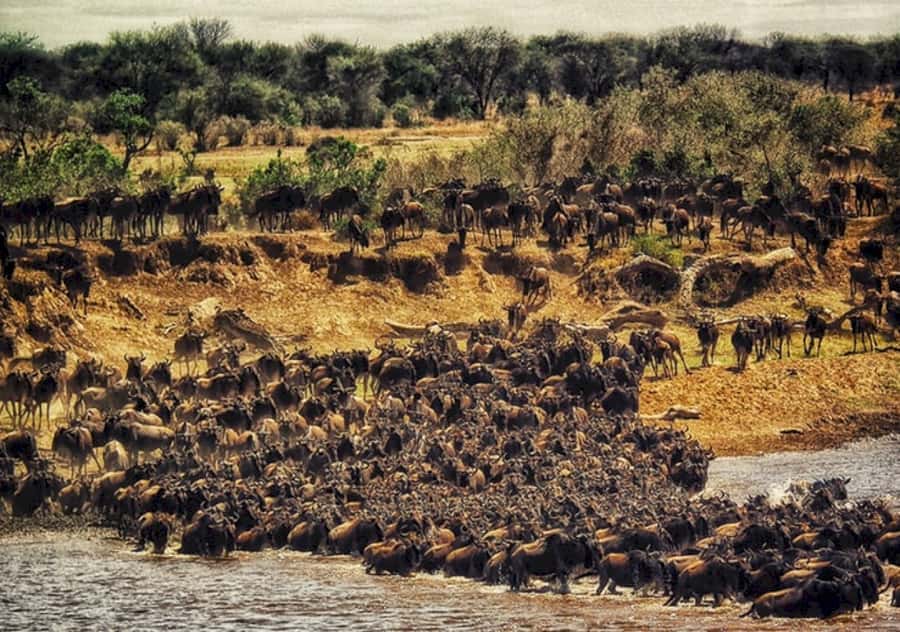 Nairobi: 4 Day Masai Mara and Lake Nakuru Camping Safari - Who should book this safari?