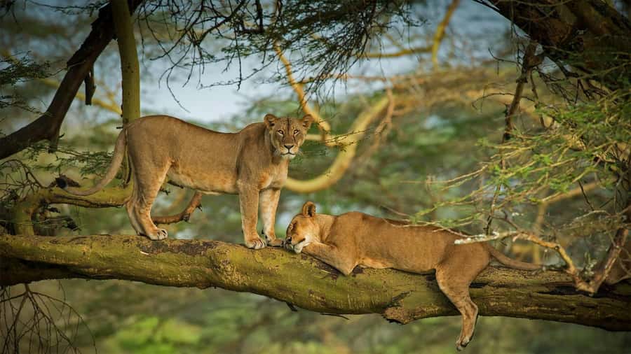 Nairobi: 4 Days Masai Mara & Lake Nakuru 4WD Camping Safari - The Masai village option and the long transfer to Nakuru