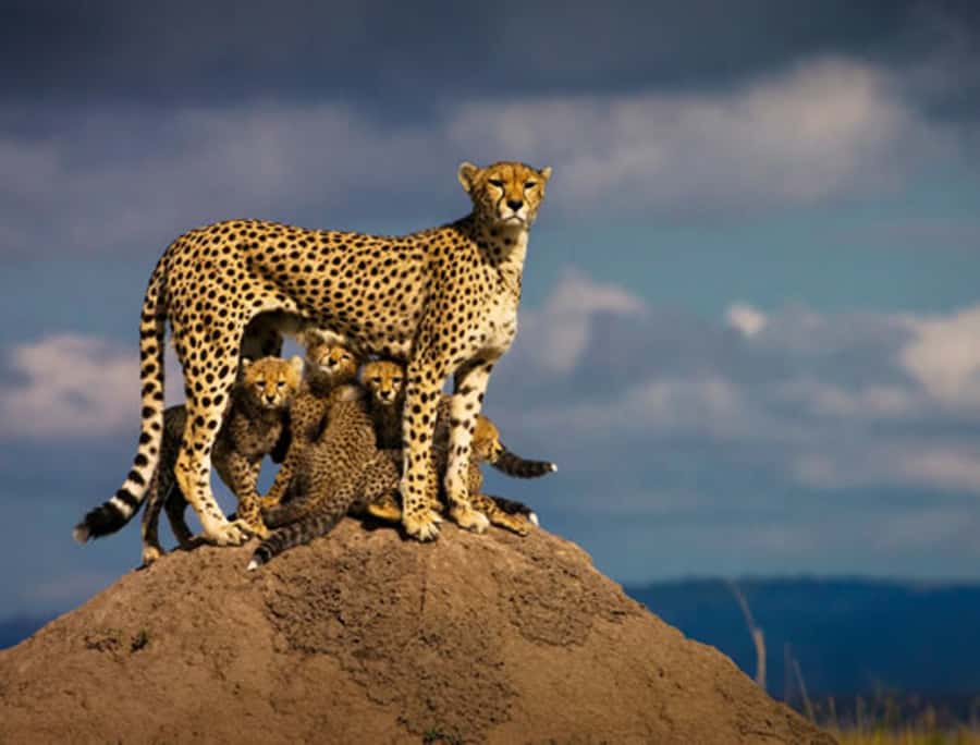 Nairobi: 5 Days Maasai Mara, Nakuru & Naivasha Tour - Key points to know before booking
