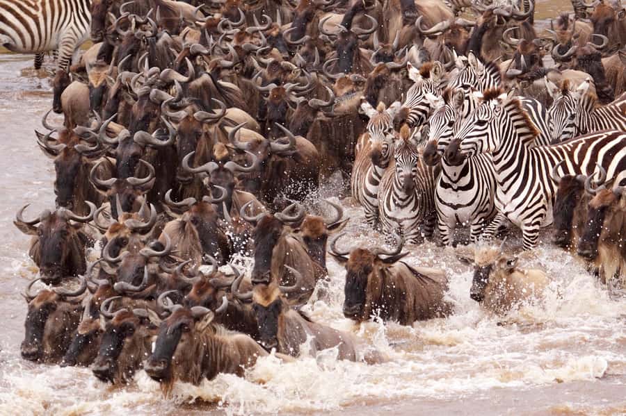 Nairobi: 5 Days Maasai Mara, Nakuru & Naivasha Tour - What the $1,285 price really covers