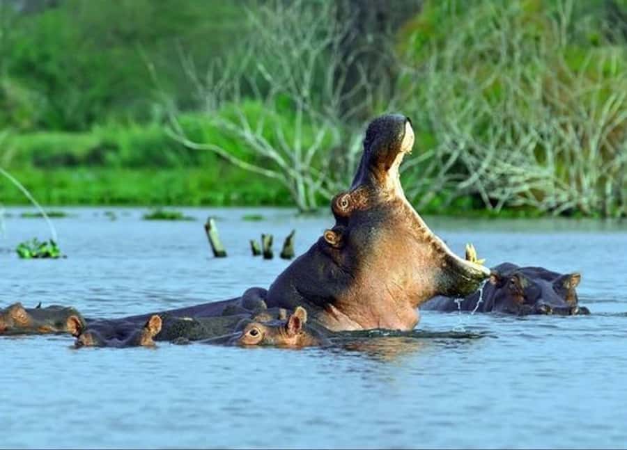 Nairobi: 5 Days Maasai Mara, Nakuru & Naivasha Tour - Day 5: Cycling or walking at Hell’s Gate